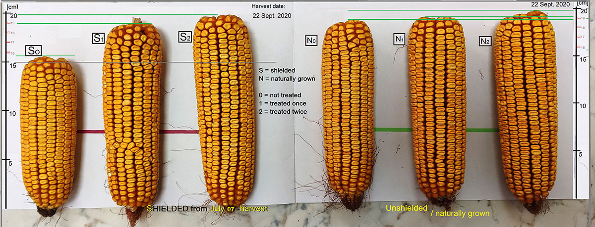 corn harvest comparison