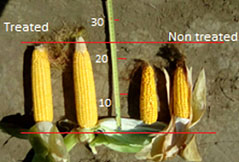 corn photo comparison